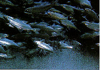 Bubbling Springs Salmon Farm