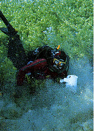 Waikoropupu Springs